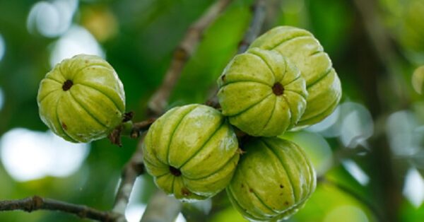 Emagrecedor natural: Quais os Melhores para incluir em sua diéta