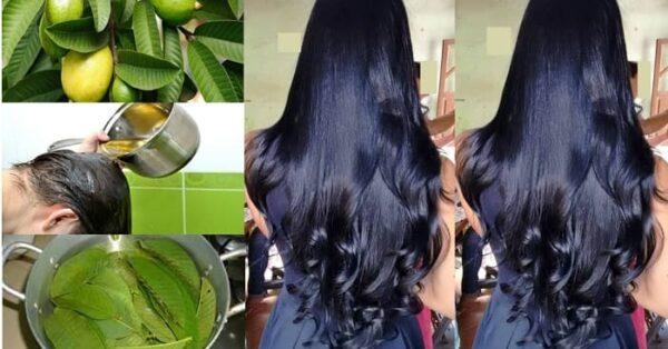 Esta poderosa folha é poderosa contra a queda de cabelo