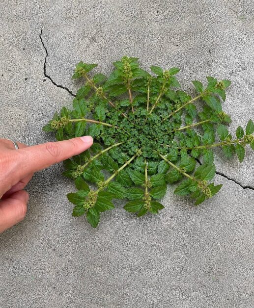 Uma única folha desta planta pode valer ouro