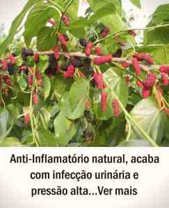 Anti-Inflamatório natural, acaba com infecção urinária e pressão alta