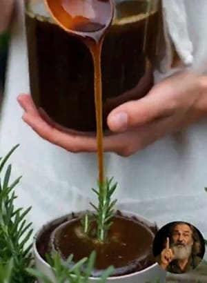 Como cultivar alecrim em vasos a partir de um galho