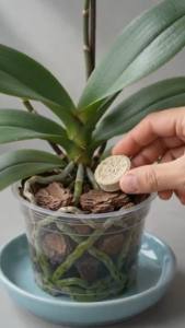 Uma única pílula é suficiente para fazer a orquídea florescer para sempre.