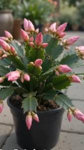 Cacto não floresce? Método natural usado por especialistas