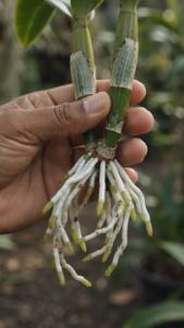 NÃO JOGUE FORA BULBO DE ORQUÍDEAS FAÇA ISSO E TENHA 100% MAIS MUDAS