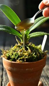 Uma única pílula é suficiente para fazer a orquídea florescer para sempre.