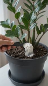Só 1 colher faz explodir de crescer (qualquer planta feia)