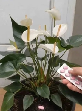 Pouquíssimas pessoas conhecem esse truque para fazer o antúrio
