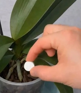 Uma única pílula é suficiente para fazer a orquídea florescer para sempre.